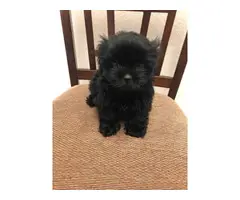 9 weeks old Shihpoo puppies for sale - 8