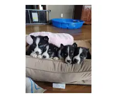 Litters of 6 CKC pomsky puppies