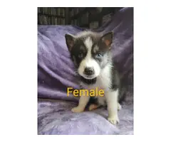 Litters of 6 CKC pomsky puppies - 5