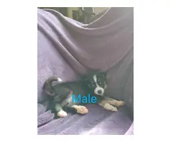 Litters of 6 CKC pomsky puppies - 6