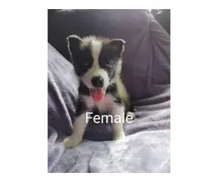 Litters of 6 CKC pomsky puppies - 7