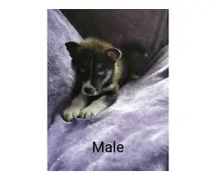 Litters of 6 CKC pomsky puppies - 8
