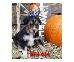Four Standard Aussie Puppies Available