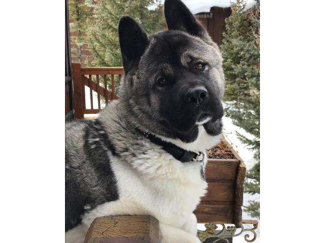 3 Gorgeous Akita Puppies Westminster - Puppies for Sale Near Me