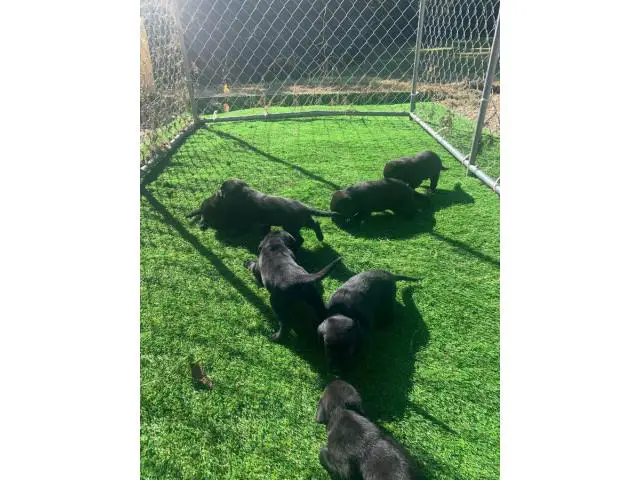 6 males 1 female left AKC black Lab Puppies - 1/3