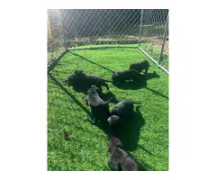 6 males 1 female left AKC black Lab Puppies - 1
