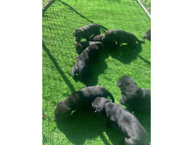 6 males 1 female left AKC black Lab Puppies - 3/3