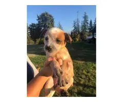 8 Heeler puppies for sale