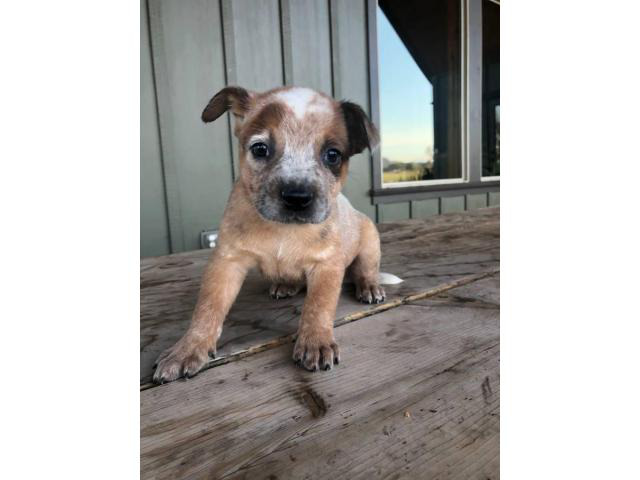 8 Heeler puppies for sale Portland - Puppies for Sale Near Me