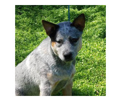 8 Heeler puppies for sale in Portland, Oregon - Puppies ...