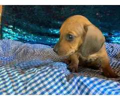 2 females and 3 males dachshund puppies