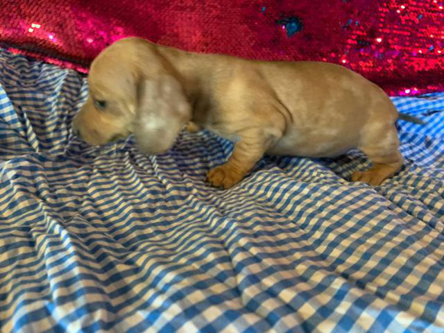 2 females and 3 males dachshund puppies in Harlingen, Texas - Puppies