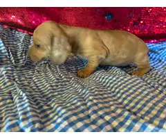 2 females and 3 males dachshund puppies - 3