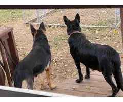 2 Registered German Shepherd Puppies - 4