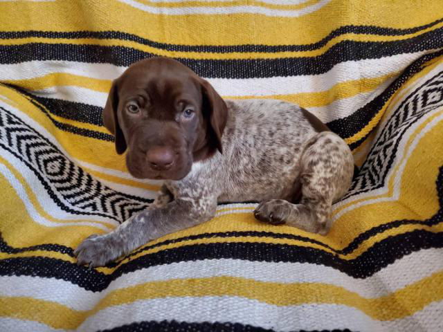 GSP puppies 5 females 3 males Indianapolis - Puppies for Sale Near Me