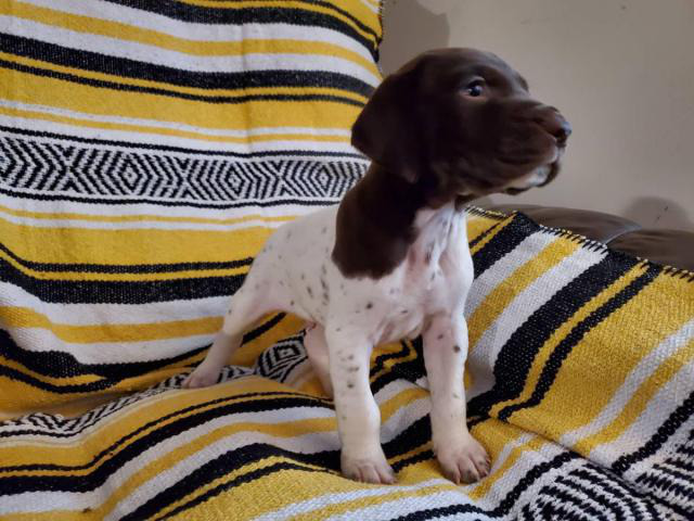 GSP puppies 5 females 3 males Indianapolis - Puppies for Sale Near Me