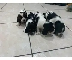 4 Basset Hound Puppies Need Good Homes - 3