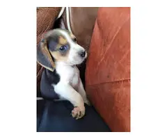 2 male tricolor beagle puppy for adoption - 2