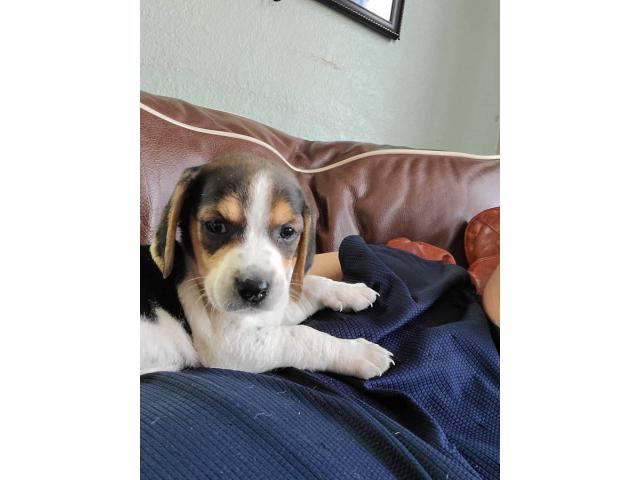 2 male tricolor beagle puppy for adoption in Los Angeles