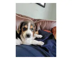 2 male tricolor beagle puppy for adoption - 3