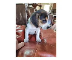 2 male tricolor beagle puppy for adoption - 5
