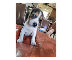 2 male tricolor beagle puppy for adoption - 6