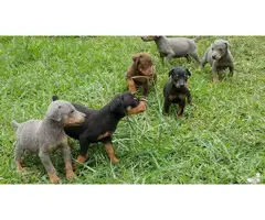 6 Purebred Doberman Puppies for sale - 6