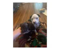 Full-blooded Pit bull puppies