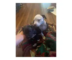 Full-blooded Pit bull puppies - 2