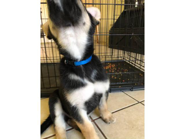 Shepsky puppies ready now 9 weeks old in Phoenix, Arizona - Puppies for Sale Near Me