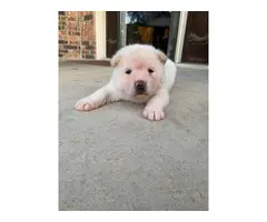 1 male and 1 female AKC American Akita puppies - 2