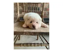 1 male and 1 female AKC American Akita puppies - 4