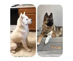 1 male and 1 female AKC American Akita puppies - 5