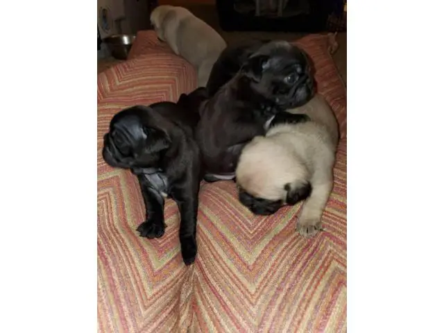 3 boys and 3 girls Pug puppy