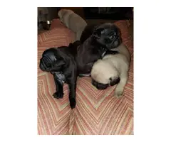 3 boys and 3 girls Pug puppy