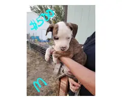 Rehoming 9 pit bull puppies - 1
