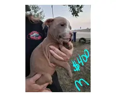 Rehoming 9 pit bull puppies - 4