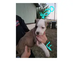 Rehoming 9 pit bull puppies - 8
