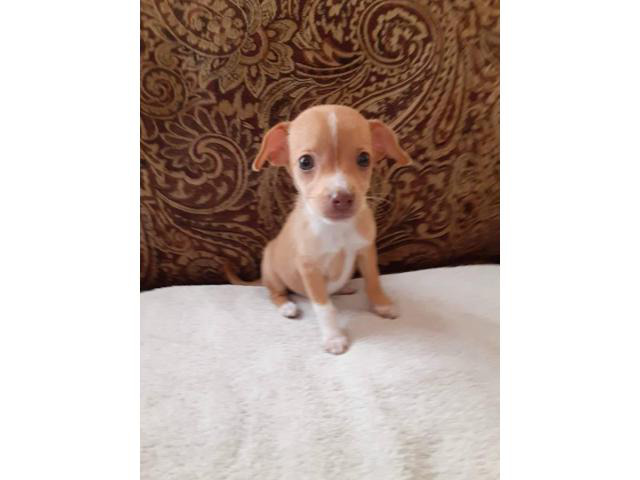 miniature chihuahuas for sale near me