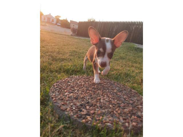 miniature chihuahuas for sale near me