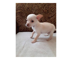 miniature chihuahuas for sale near me