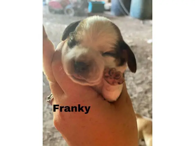 Frengle puppies available - 3/8