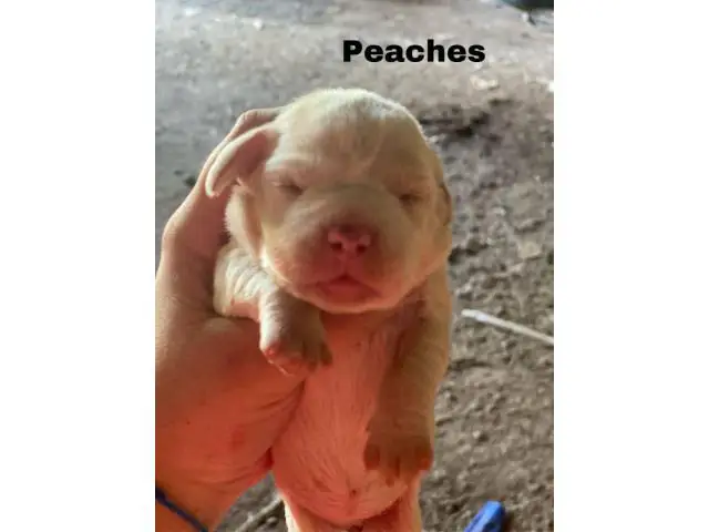 Frengle puppies available - 5/8