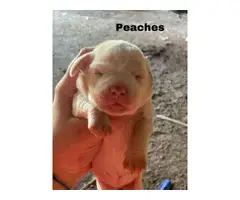 Frengle puppies available - 5