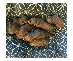 6 AKC papered Chesapeake Bay Retrievers puppies for sale