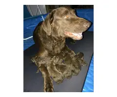 6 AKC papered Chesapeake Bay Retrievers puppies for sale