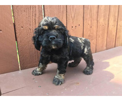 Cocker Spaniel Puppy For Sale By Owner Puppies For Sale Near Me