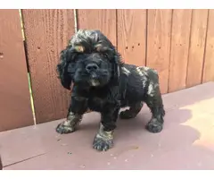 Black And Tan Cocker Spaniel Puppies for Sale