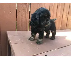 Black And Tan Cocker Spaniel Puppies for Sale - 3