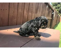 Black And Tan Cocker Spaniel Puppies for Sale - 4